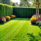 yard cleanup tucson arizona near oro valley marketplace