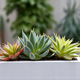 Cactus garden installation at a Green Valley residence