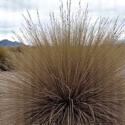 Dense brush and overgrown vegetation in Casas Adobes before a clearing project. This image illustrates the challenges of managing arid landscape growth without professional help, highlighting a property in need of brush clearing.