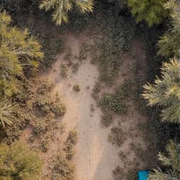Dense brush and weeds in a Casas Adobes lot prior to clearing.