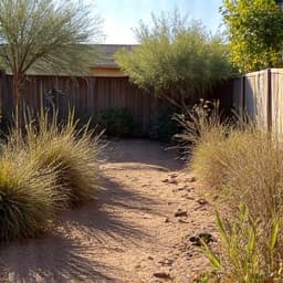 Before residential yard cleanup in Casas Adobes, Grossmont Circle