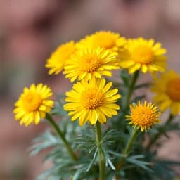 Desert Marigold installation in an Oro Valley xeriscape garden