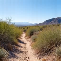Before image of a desert property with invasive plants and excessive brush needing removal in Tucson, AZ.