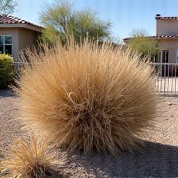 A Tucson property with dry brush and vegetation posing a fire risk, before fire prevention cleanup services.