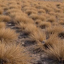 Before: Dense brush and dry vegetation in a Green Valley lot needing clearing. This image captures a large undeveloped lot in Green Valley, AZ, with an abundance of dry, thick brush and small trees, posing a fire hazard.