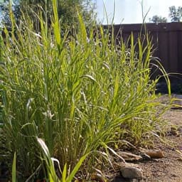 Before: Overgrown backyard in Green Valley before professional yard cleanup. The image shows a residential backyard in Green Valley, AZ, completely covered in tall, wild weeds and scattered debris.