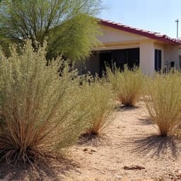 Marana landscaping overgrown yard Continental Ranch before. An unmaintained and overgrown yard in Continental Ranch, Marana, AZ, before professional landscaping services.