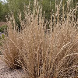 Overgrown yard in Marana before cleanup. This image shows a Marana residential property with an extremely overgrown yard, full of tall weeds and unmanaged desert vegetation, indicating significant neglect before professional yard cleanup services. Prioritizing fire hazard mitigation.