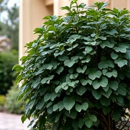 Before: Old shrubs in front yard of Canoa Ranch, Green Valley