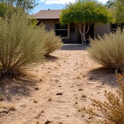 Overgrown landscape in Oro Valley awaiting xeriscape conversion