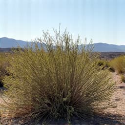 Desert lot with dense brush before clearing in Marana