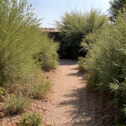 Rancho Sahuarita property before monsoon cleanup with overgrown vegetation