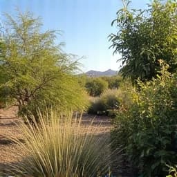 Before: Dense shrubbery and weeds before landscape clearing in Vail.