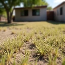 Before image of a yard prior to water-efficient landscaping in Tucson