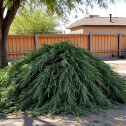 Yard cleanup services mid-removal, showing partially cleared areas with ongoing work in Tucson