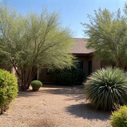 Overgrown front yard violating HOA regulations in Tucson, AZ, prior to professional landscape maintenance.