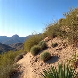 tucson luxury desert landscaping