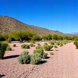Brush cleared lot in Catalina Foothills after professional service, featuring newly installed gravel and neatly trimmed desert plants. 