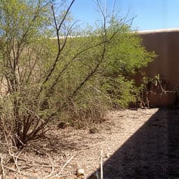 Overgrown lot in Catalina Foothills before brush clearing, with dense desert vegetation and scattered debris. 
