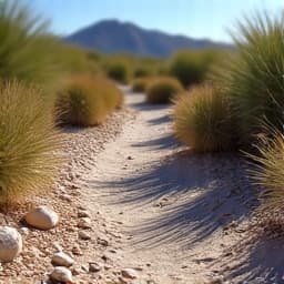 River rock dry creek bed installation in a Tucson desert landscape