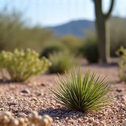 Cleaned up yard after brush clearing in Tucson