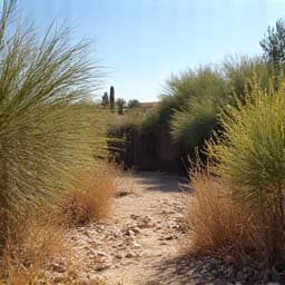 Overgrown yard before brush clearing in Tucson