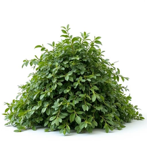 Residential backyard debris hauling service in Casas Adobes, AZ