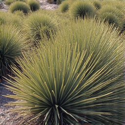 Overgrown brush and high weeds before professional clearing in Oro Valley. This image captures a dense area of brush, highlighting the need for efficient land clearing services.